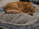 华元宠具（hoopet）狗窝保暖可拆洗中大型犬冬季狗床拉布拉多狗睡垫子宠物垫人类狗窝 实拍图