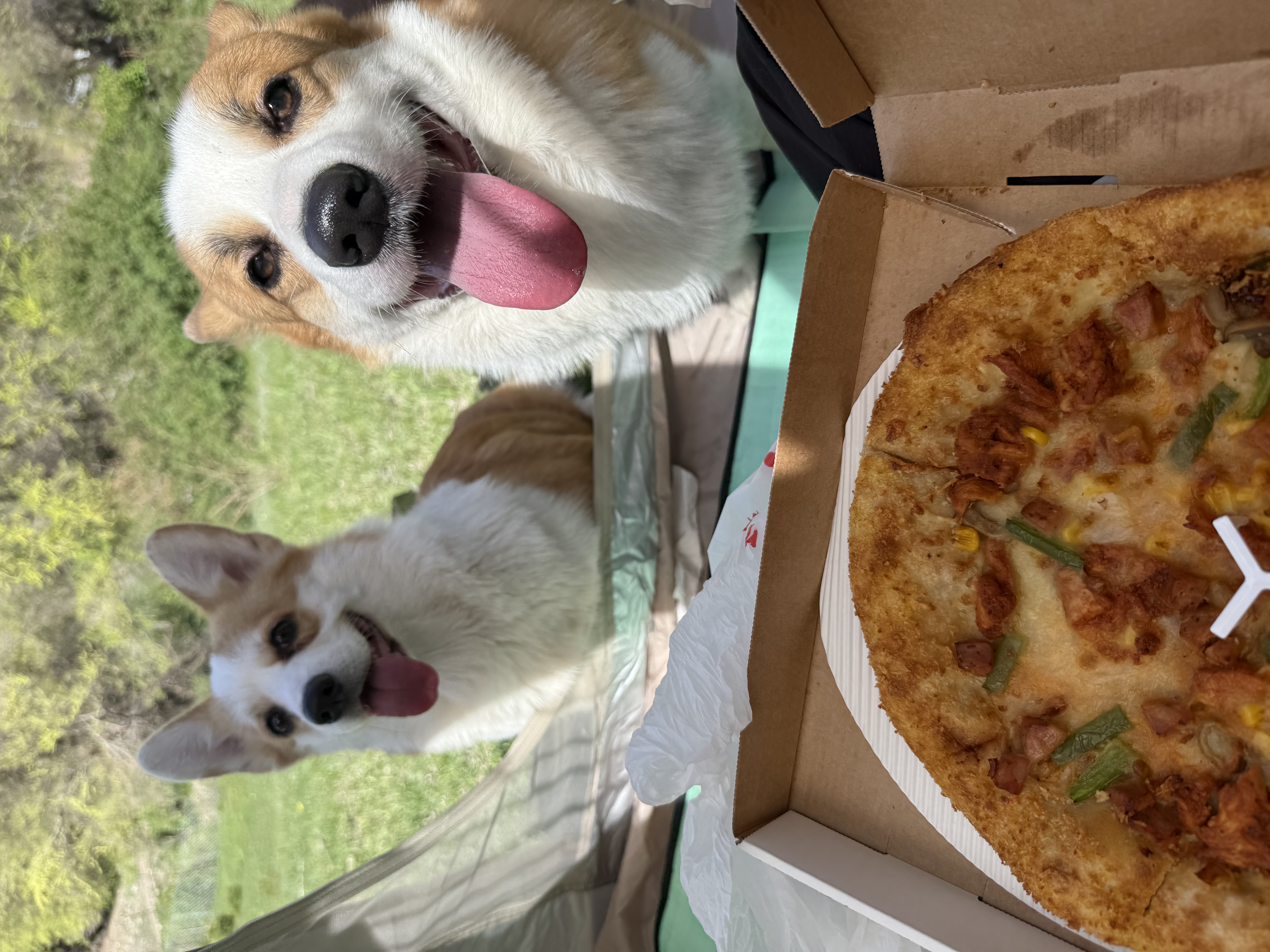 领先全价鲜肉烘焙狗粮中大型犬鸭肉梨犬粮10.8斤(新老包装随机发) 实拍图