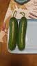 【水果菜】荷兰水果黄瓜约400g 实拍图