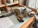 皇家猫粮 室内成猫粮 I27 通用粮 12月以上 2KG 实拍图