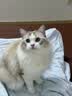 LEGENDSANDY蓝氏全价猫粮生骨肉冻干成猫幼猫猎鸟乳鸽9kg(1.5kg*6)【囤货装】 实拍图