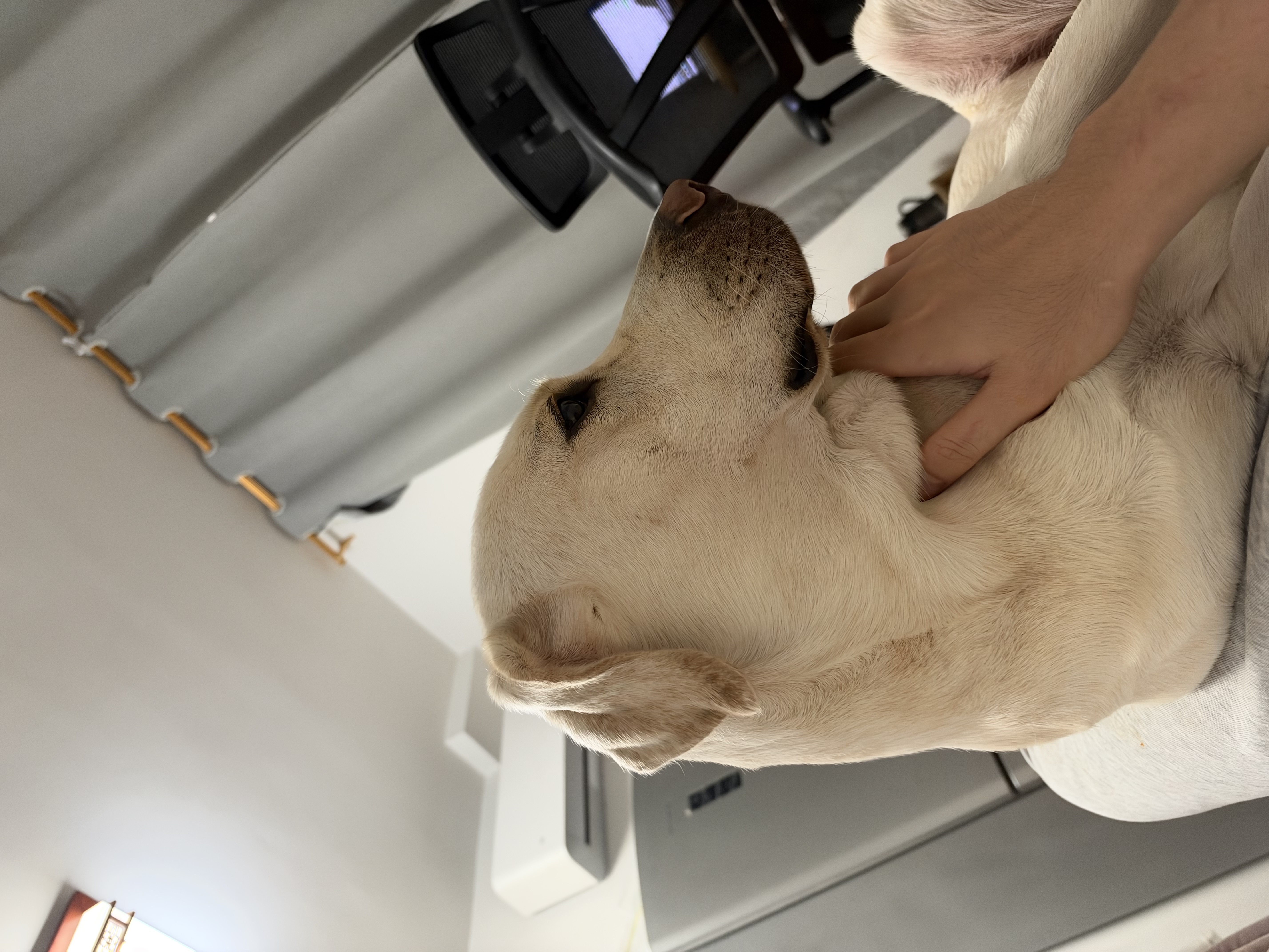 海洋之星 三文鱼中小型犬狗粮成犬粮天然无谷粮小颗粒6kg 实拍图