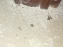 KOOGIS白蚁防治专用药传染全巢杀虫粉剂家用除灭杀白蚂蚁蜈蚣药 实拍图