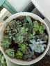 泰西丝多肉盆栽植物桌面绿植摆件组合四季好养耐旱喜阳肉肉盆景源头直发 实拍图