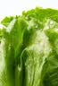 【烧烤季】钟灵山罗马生菜400g 实拍图