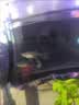 象牙白礼服孔雀鱼纯种热带繁殖精品小型胎生观赏鱼 2-3.3厘米精品象牙白（成鱼）（可繁殖） 象牙白随机1条 实拍图