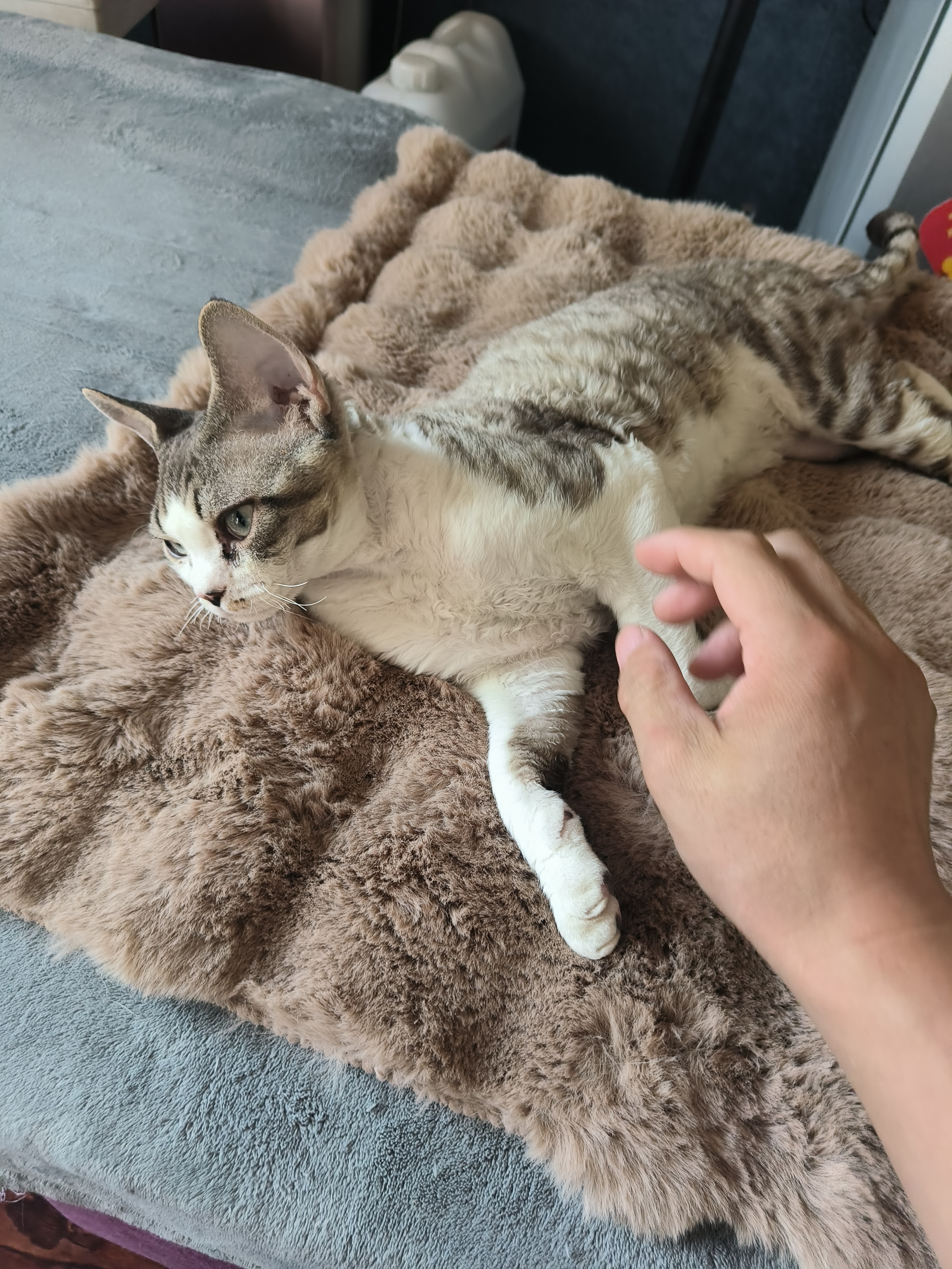 HELLOJOY猫窝垫子猫毯子冬季睡觉用宠物猫咪毛毯保暖狗窝冬日加厚兔绒睡垫 实拍图