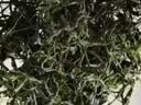 平利绞股蓝【特4A】七叶绞股蓝龙须茶200g药食同源送长辈滋补健康养生代用茶 实拍图