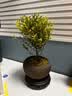 八芽 小叶赤楠盆景摆件室内绿植花卉盆栽老桩客厅办公室桌面好养植物 （【热销款】舍得紫砂盆赤楠+苔藓+底座） 实拍图