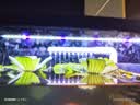 吉印刀锋s鱼缸灯led灯防水全光谱鱼缸照明灯水草灯小型专用鱼灯46cm 实拍图
