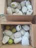 京鲜生 新疆库尔勒香梨 8斤精品礼盒装 特级 单果120g+ 新鲜水果 实拍图