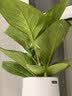 史丹利3L包装营养土园艺有机土通用型种花种菜养花专用泥炭土壤种植土 实拍图