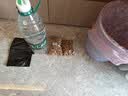 皇家（ROYAL CANIN）泌尿道处方猫粮LP34稀释尿液溶解鸟粪石结石成猫全价处方粮6KG 实拍图