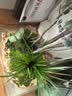 植筑小叶紫檀吸水石造型盆景摆件办公室桌面茶室内客厅盆栽水培绿植物 天然吸水石+小叶森林紫檀+（塑料盆） 高48cm*宽28cm*长32cm 实拍图