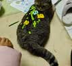 朗亲猫粮成猫专用鸭肉鱼英短蓝猫布偶美短通用型猫干粮5kg 实拍图