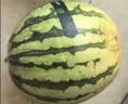 【冰镇即享】庞各庄西瓜约1.5kg   一人食 实拍图