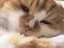 皇家猫粮 成猫猫粮 户外成猫 O30 通用粮 12月以上 4KG 实拍图