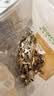 十月稻田 鹿茸菇 150g 高蛋白 脆嫩提鲜 山珍菌菇干货 炒菜煲汤火锅食材 实拍图
