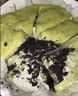 KINHISA抹茶奥奥碎千层蛋糕420g动物奶油6寸生日蛋糕点心甜品零食下午茶 实拍图