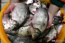 川泽轻口小碎目鲫鱼漂高灵敏纳米浮漂醒目浮标顿口防风浪抗走水鲤鱼漂 CA01-4细尾野钓综合吃铅2.0克 实拍图