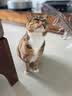 伟嘉成猫猫粮 夹心粮10kg牛肉味全价猫粮 实拍图