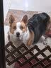 疯狂小狗狗粮小型犬幼犬成犬比熊柯基泰迪肉粒双拼粮去泪痕5kg10斤 实拍图