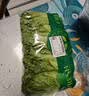 【烧烤季】钟灵山罗马生菜400g 实拍图
