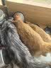 皇家猫粮 幼猫猫粮 幼猫奶糕 K36 通用粮 4-12月 4.5KG 实拍图