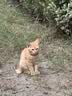 福丸贴墙猫抓板耐磨不易掉屑立式防猫抓猫抓垫 白底贴贴猫款 实拍图