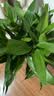 【节节高】富贵竹10枝鲜花送礼物悦己家用 实拍图