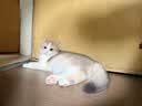 多特思猫零食猫条混合口味15g100支0添加0诱食剂防掉毛成幼猫咪鱼油罐头 实拍图