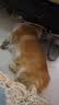 领先狗罐头全价湿粮零食犬主食罐成幼犬120g*18罐（新老包装随机发） 实拍图