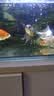 森森（SUNSUN）鱼缸加热棒自动恒温水族箱防爆加热器鱼缸水族用品 三代升级100W 急速加热 适合50L水以下 实拍图