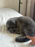 皇家猫粮 英短成猫粮 BS34 通用粮 12月以上 10KG【宠物金选】 实拍图