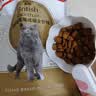 皇家猫粮 英短成猫粮 BS34 通用粮 12月以上 2KG【宠物金选】 实拍图