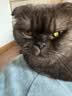 京东京造全价全期猫粮2kg 鸡牛双肉 京东自营 实拍图