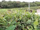 佳能r100 入门级微单相机  Vlog拍摄 4K高清视频 自拍照相 半画幅无反 学生旅行家用 拍摄必备套装 实拍图