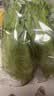【烧烤季】钟灵山罗马生菜400g 实拍图
