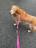皇家狗粮 金毛成犬狗粮 犬粮 宠物大型犬 GR25 全价犬粮 ≥15月 12KG 实拍图