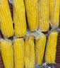 京鲜生 东北黄玉米260g*10棒 真空包装黏玉米棒粘玉米 源头直发 实拍图
