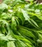 艾草新鲜食用蔬菜现摘清明草粑粑青团3斤顺丰艾叶新鲜艾草叶 【顺丰快递】 500g 实拍图
