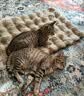 HELLOJOY猫窝垫子猫毯子冬季睡觉用宠物猫咪毛毯保暖狗窝冬日加厚兔绒睡垫 实拍图