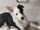 皇家狗粮 成犬狗粮 犬粮 宠物 中型犬 M25 全价犬粮 ≥12月 4KG 实拍图