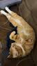 LEGENDSANDY蓝氏猎鸟乳鸽生骨肉冻干猫粮 全价成猫幼猫猫粮1.5kg 实拍图