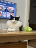 FARMINA PET FOODS法米娜猫粮鲱鱼甜橙成猫粮1.5kg意大利进口 实拍图
