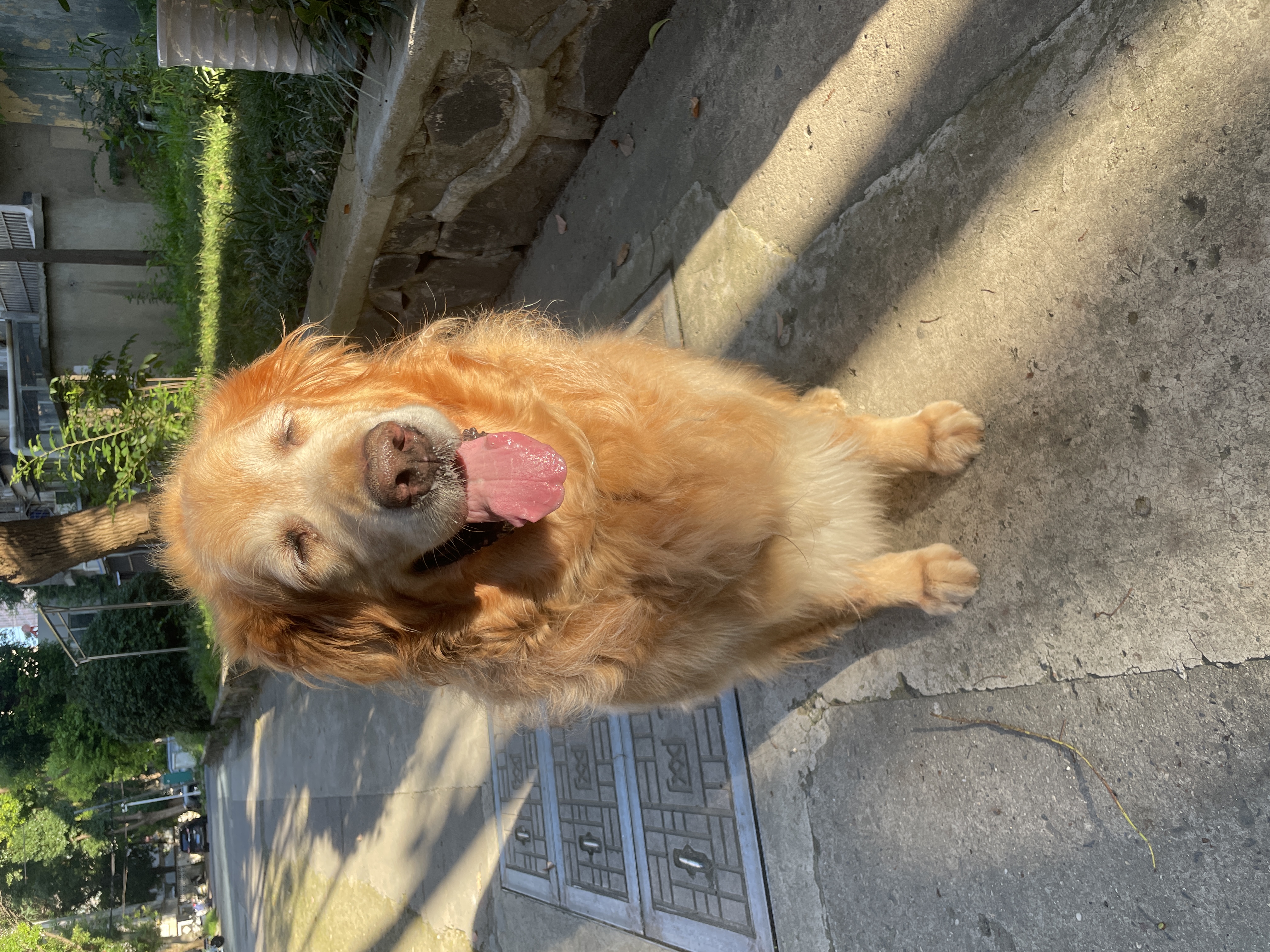 皇家狗粮 金毛成犬狗粮 犬粮 宠物大型犬 GR25 全价犬粮 ≥15月 12KG 实拍图