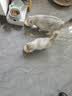 拜达尔猫咪幼猫0乳糖羊奶粉200g狗狗幼犬绵羊奶宠物新生全阶段康复营养 实拍图