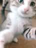 多特思猫罐头猫湿粮主食罐浓汤补水罐猫咪零食下午茶金瓜奶露60g*6罐 实拍图
