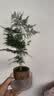 文竹盆栽植物室内客厅中式禅意盆景办公室桌面花卉云竹迷你小绿植 精品文竹1盆（整体15-25厘米高）育苗盆原土发货 实拍图