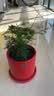 文竹盆栽绿植花卉盆景植物室内客厅水培文松云竹文竹大苗四季常青 小文竹【1颗】原盆原土球发货 高度15-25cm 实拍图